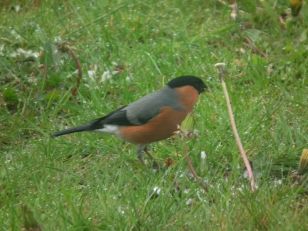 Bullfinches!