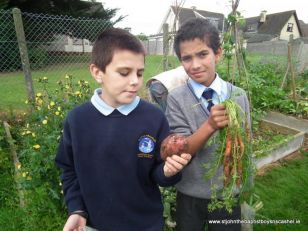 Aimsir Bia Harvesting